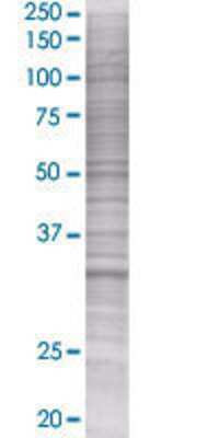 ChGn transfected lysate.