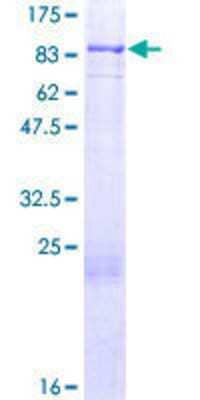 Other Recombinant Human FOXJ2 GST (N-Term) Protein