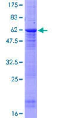 Other Recombinant Human PPP2R2D GST (N-Term) Protein