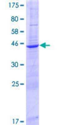 Other Recombinant Human TMEM126B GST (N-Term) Protein