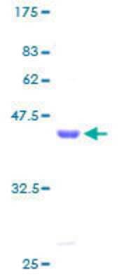 Other Recombinant Human LIM domain only 3 GST (N-Term) Protein