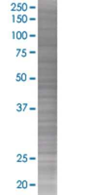 BCAP29 transfected lysate