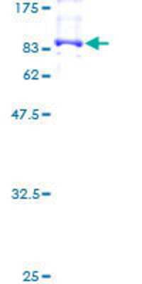Other Recombinant Human NXF3 GST (N-Term) Protein