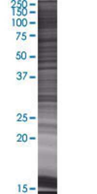 PCDHGA10 transfected lysate.