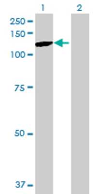 Lane 1: PCDHGA10 transfected lysate (93.61 KDa) Lane 2: Non-transfected lysate.