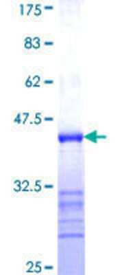 SDS-Page: Recombinant Human PCDHA3 Protein [H00056145-Q01] - 12.5% SDS-PAGE Stained with Coomassie Blue.