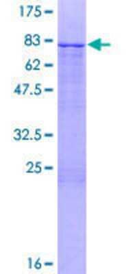 Other Recombinant Human ZNF253 GST (N-Term) Protein