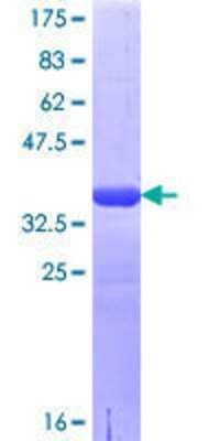 Other Recombinant Human LRRC8A GST (N-Term) Protein