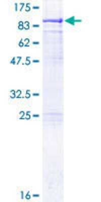 Other Recombinant Human Methyltransferase like 3 GST (N-Term) Protein