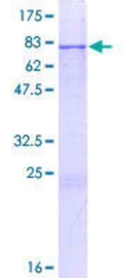 SDS-Page: Recombinant Human ERO1LB Protein [H00056605-P01] - 12.5% SDS-PAGE Stained with Coomassie Blue.
