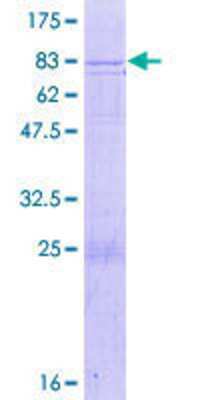 SDS-Page: Recombinant Human PEO1 Protein [H00056652-P01] - 12.5% SDS-PAGE Stained with Coomassie Blue.