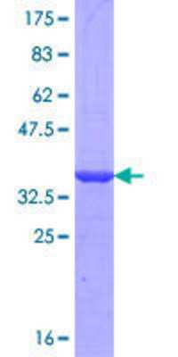 SDS-Page: Recombinant Human Pannexin-2 Protein [H00056666-Q01] - 12.5% SDS-PAGE Stained with Coomassie Blue.