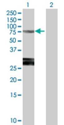 Lane 1: SPHK2 transfected lysate (72.05 KDa) Lane 2: Non-transfected lysate.