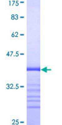 SDS-Page: Recombinant Human TMEPAI Protein [H00056937-Q01] - 12.5% SDS-PAGE Stained with Coomassie Blue.