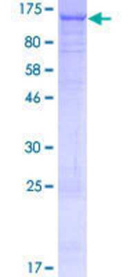 SDS-Page: Recombinant Human C16orf62 Protein [H00057020-P01] - 12.5% SDS-PAGE Stained with Coomassie Blue.