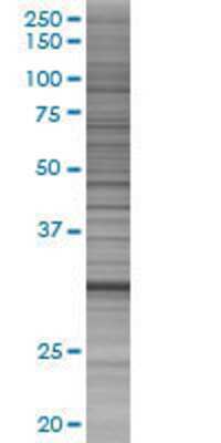 PLSCR3 transfected lysate.