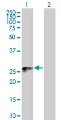 Lane 1: PLSCR3 transfected lysate (32.56 KDa) Lane 2: Non-transfected lysate.