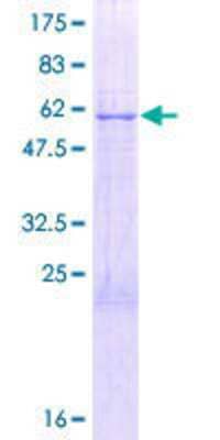 Other Recombinant Human PLSCR4 GST (N-Term) Protein