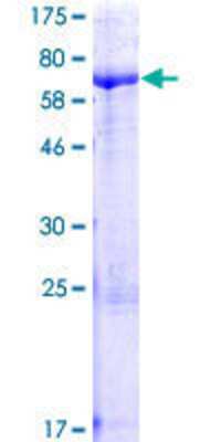 Other Recombinant Human PHTF2 GST (N-Term) Protein