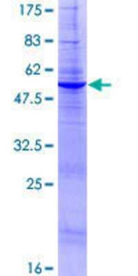 Other Recombinant Human DOLPP1 GST (N-Term) Protein