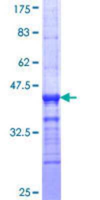 SDS-Page: Recombinant Human TTYH1 Protein [H00057348-Q01] - 12.5% SDS-PAGE Stained with Coomassie Blue.