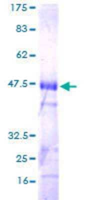 Other Recombinant Human RhoJ GST (N-Term) Protein