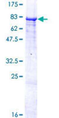 Other Recombinant Human ZNF490 GST (N-Term) Protein