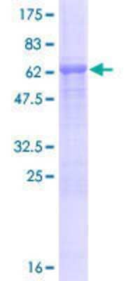 Other Recombinant Human ATPGD1 GST (N-Term) Protein