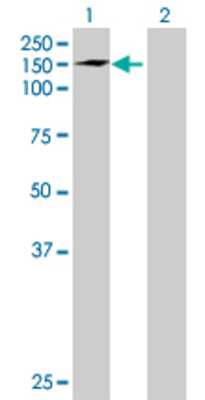 Lane 1: PCDH10 transfected lysate (114.51 KDa) Lane 2: Non-transfected lysate.