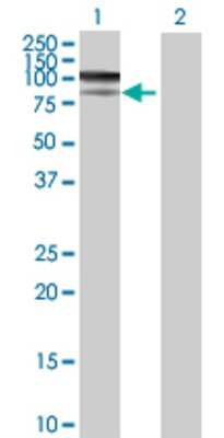 Lane 1: KIAA1467 transfected lysate (68.53 KDa) Lane 2: Non-transfected lysate.