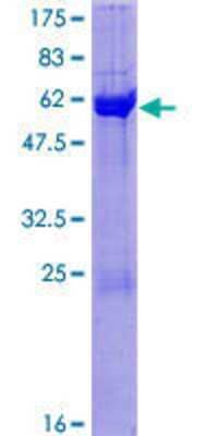 SDS-Page: Recombinant Human CPNE5 Protein [H00057699-P01] - 12.5% SDS-PAGE Stained with Coomassie Blue.
