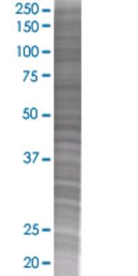 SEMA4G transfected lysate.