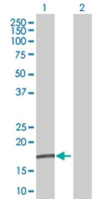 Lane 1: SEMA4G transfected lysate (13.5 KDa) Lane 2: Non-transfected lysate.
