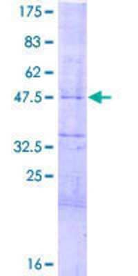 SDS-Page: Recombinant Human HES-4 Protein [H00057801-P01] - 12.5% SDS-PAGE Stained with Coomassie Blue.