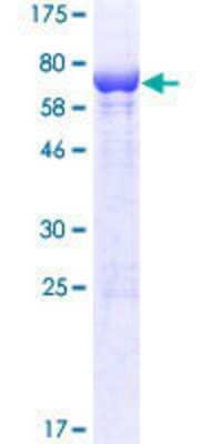 Other Recombinant Human TAPP1/PLEKHA1 GST (N-Term) Protein