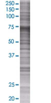 TSKS transfected lysate.