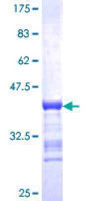 SDS-Page: Recombinant Human BACH2 Protein [H00060468-Q01] - 12.5% SDS-PAGE Stained with Coomassie Blue.