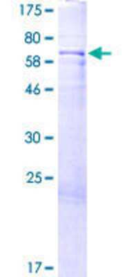 SDS-Page: Recombinant Human RP5-1077B9.4 Protein [H00060672-P01] - 12.5% SDS-PAGE Stained with Coomassie Blue.