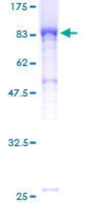 Other Recombinant Human ELMO2 GST (N-Term) Protein