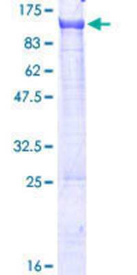 SDS-Page: Recombinant Human PCIF1 Protein [H00063935-P01] - 12.5% SDS-PAGE Stained with Coomassie Blue.