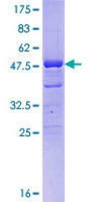 Other Recombinant Human DMRTB1 GST (N-Term) Protein