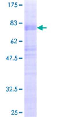 SDS-Page: Recombinant Human MATH2/NEUROD6 GST (N-Term) Protein [H00063974-P01] - Recombinant Human MATH2/NEUROD6 Protein [H00063974-P01] - 12.5% SDS-PAGE Stained with Coomassie Blue.