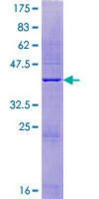 Other Recombinant Human TOR1AIP2 GST (N-Term) Protein