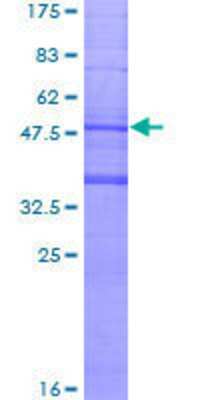SDS-Page: Recombinant Human MS4A6A Protein [H00064231-P02] - 12.5% SDS-PAGE Stained with Coomassie Blue.