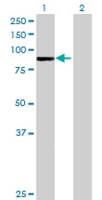 Lane 1: ARHGAP9 transfected lysate (82.61 KDa) Lane 2: Non-transfected lysate.