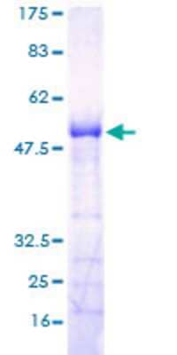 Other Recombinant Human RGS18 GST (N-Term) Protein