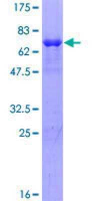 Other Recombinant Human SDS3 GST (N-Term) Protein