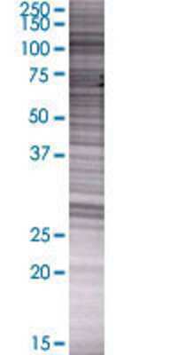 NDST4 transfected lysate.