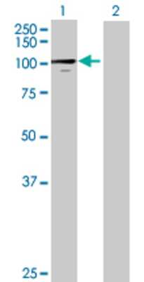 Lane 1: NDST4 transfected lysate (96.03 KDa) Lane 2: Non-transfected lysate.