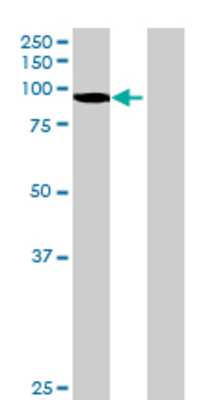 Lane 1: VPS16 transfected lysate (92.4 KDa) Lane 2: Non-transfected lysate.
